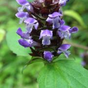 Bugle 2 - Ajuga