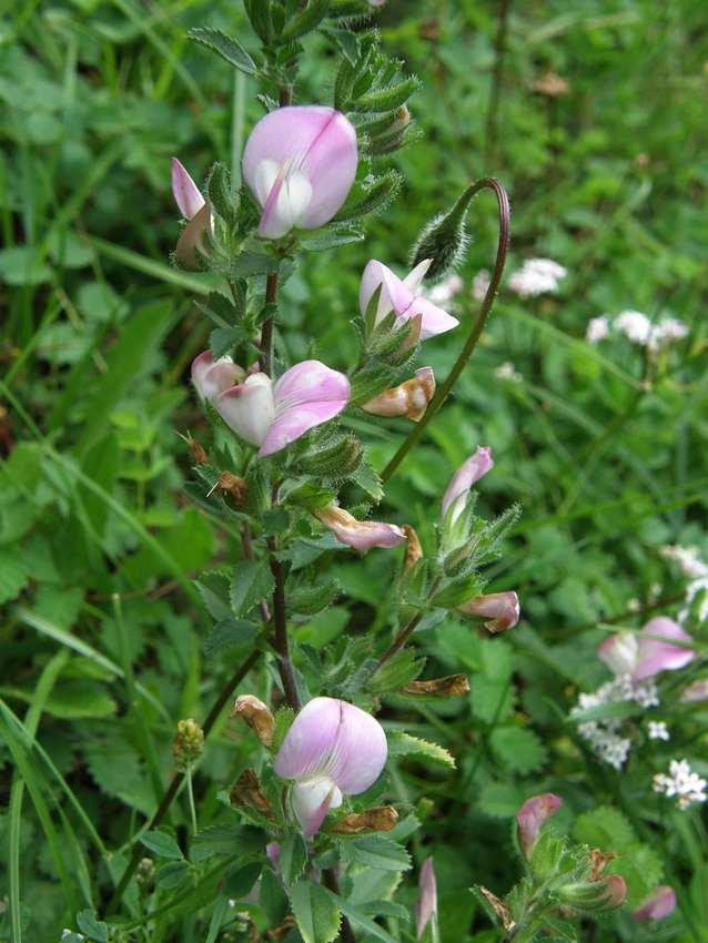 Bugrane épineuse - Ononis spinosa