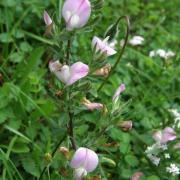 Bugrane épineuse - Ononis spinosa