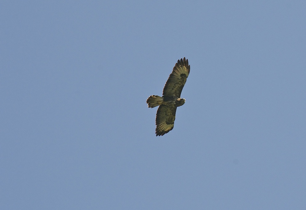 Buse variable 1a