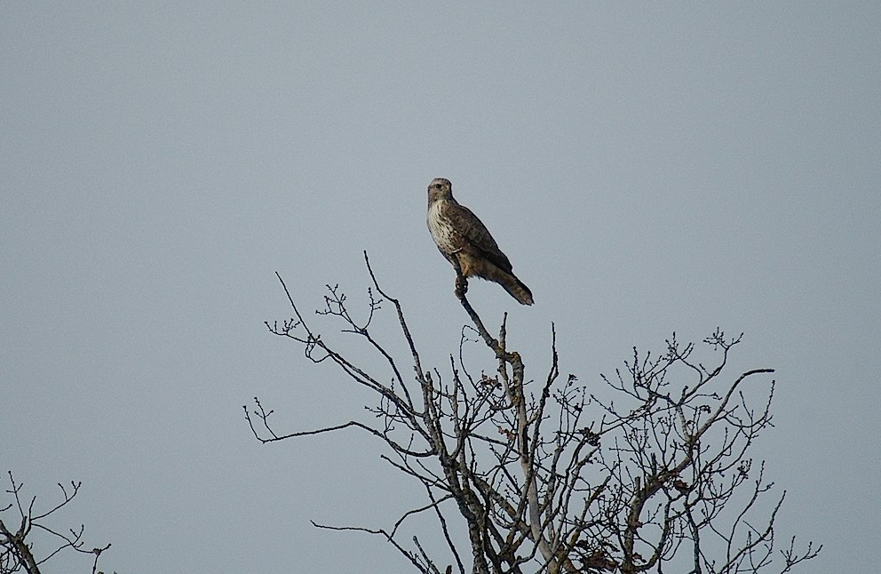 Buse variable