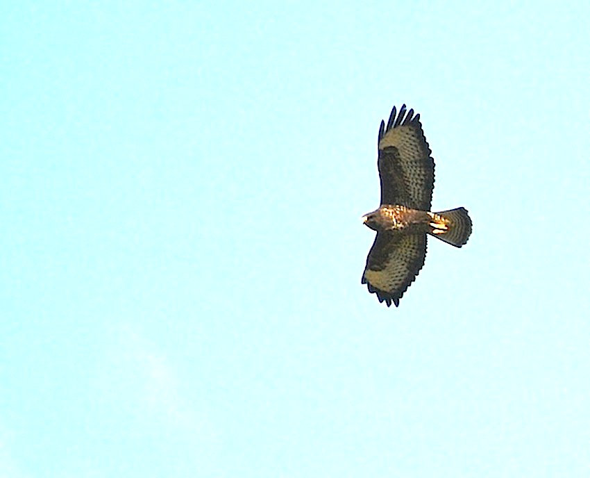 Buse variable 2