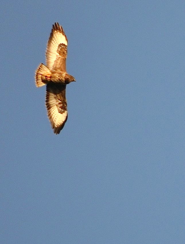 Buse Variable 3