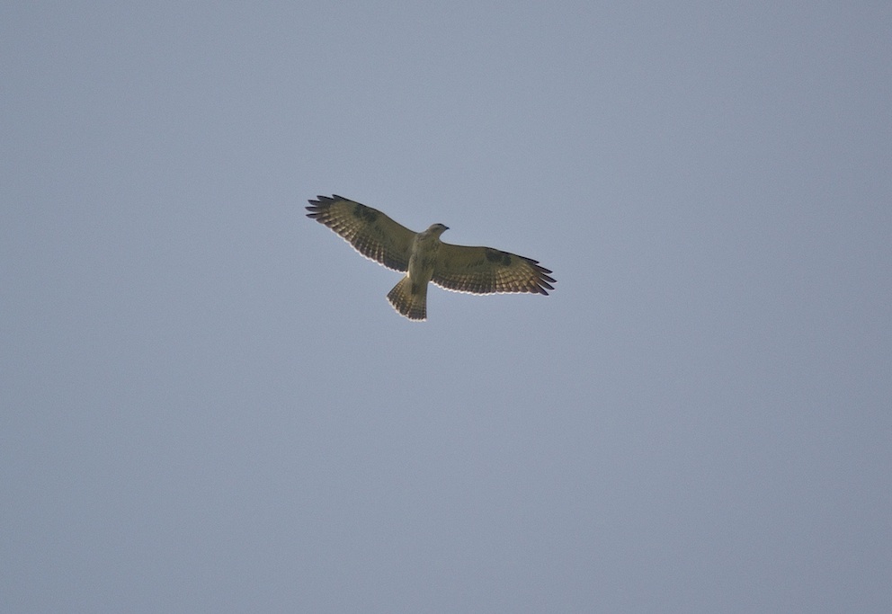 Buse variable jeune de l'année 1