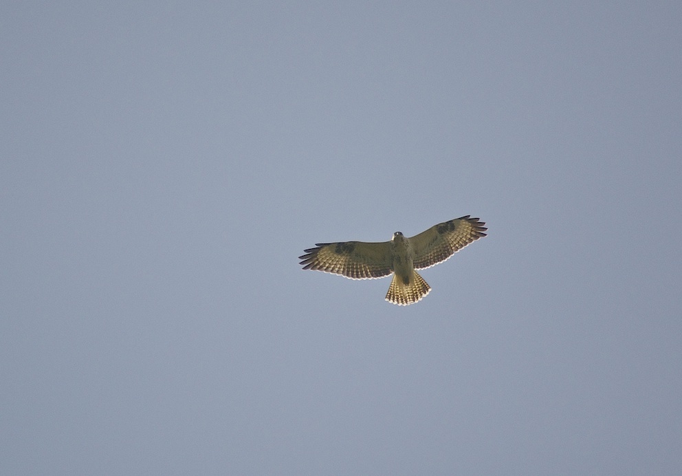 Buse variable jeune de l'année 2