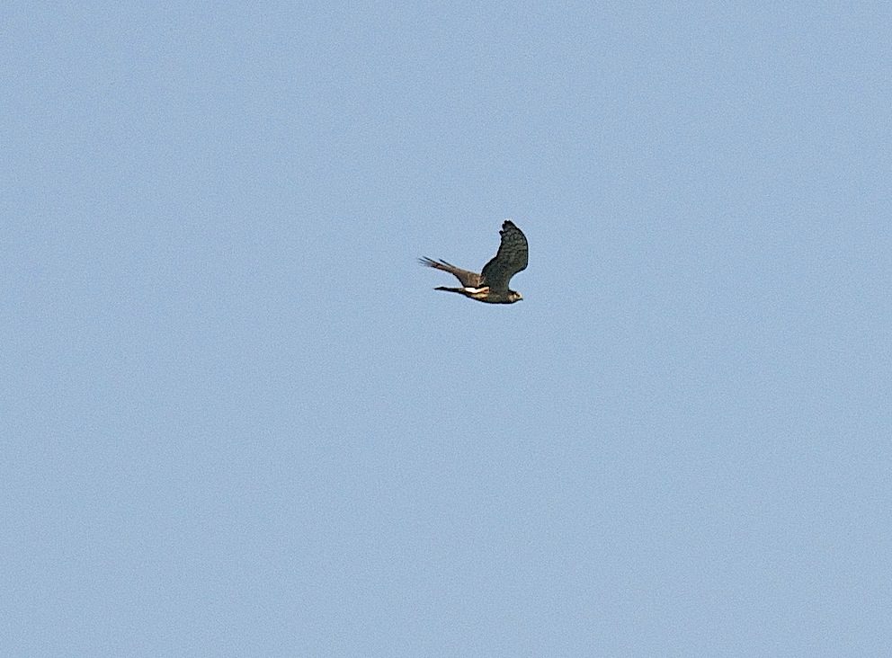 Buzard des roseaux 1