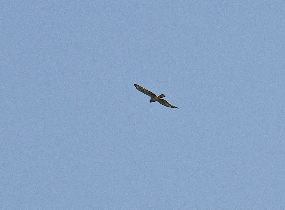 Buzard des roseaux