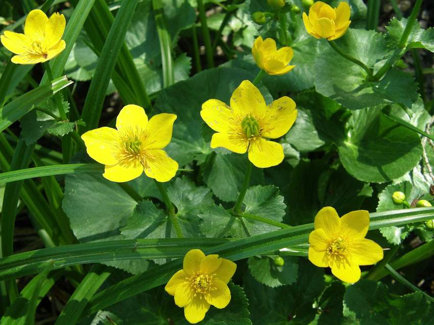 Caltha des marais - Caltha palustris