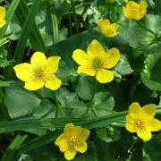 Caltha des marais - Caltha palustris