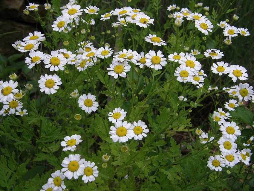 Camomille - Matricaria recutita