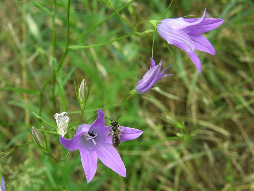 Campanule à feuilles de pêcher - Campanula persicifolia