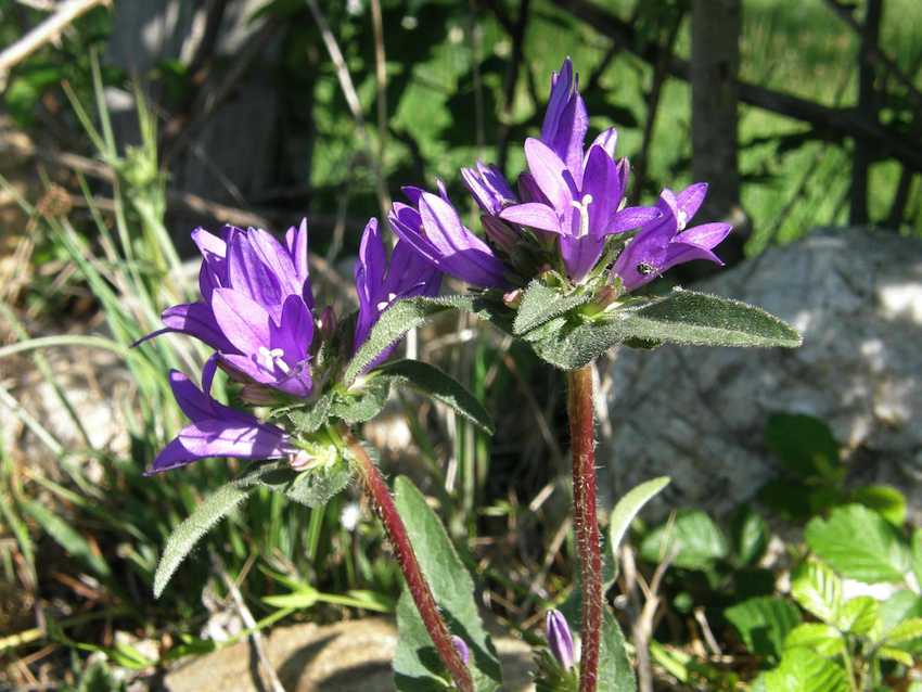 Campanule agglomérée - Campanula glomerata