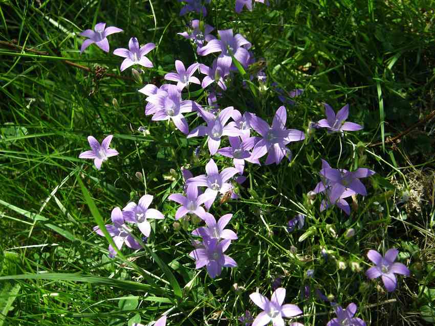 Campanule étalée - Campanula patula