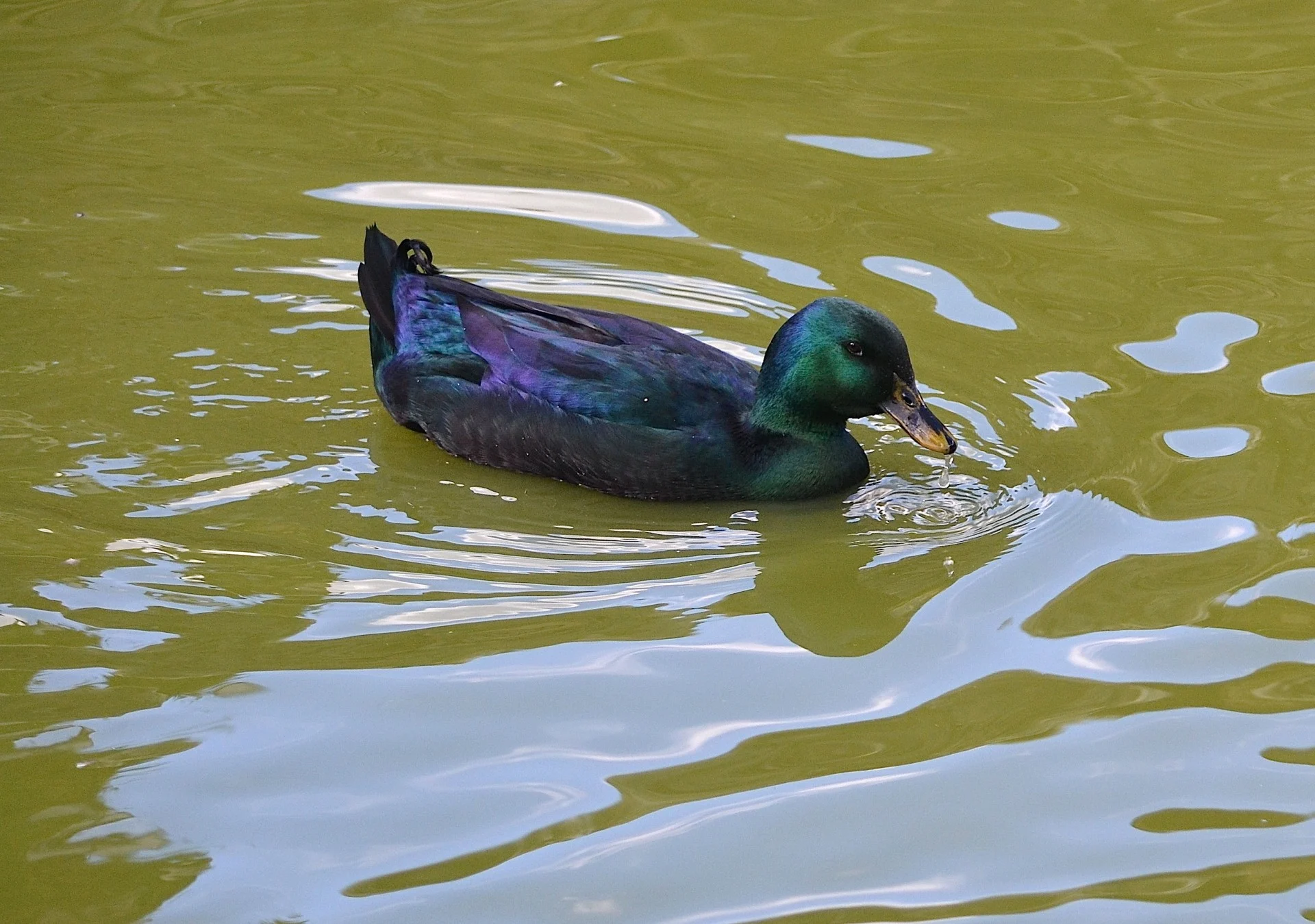Canard cayuga hymenolaimus malacorrhynchus