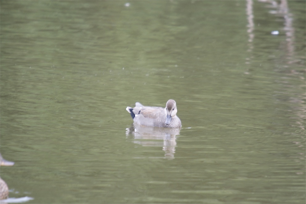 Canard chipeau