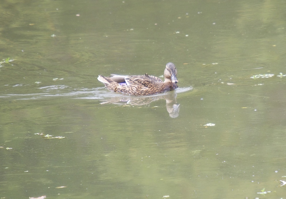 Canard colvert femelle
