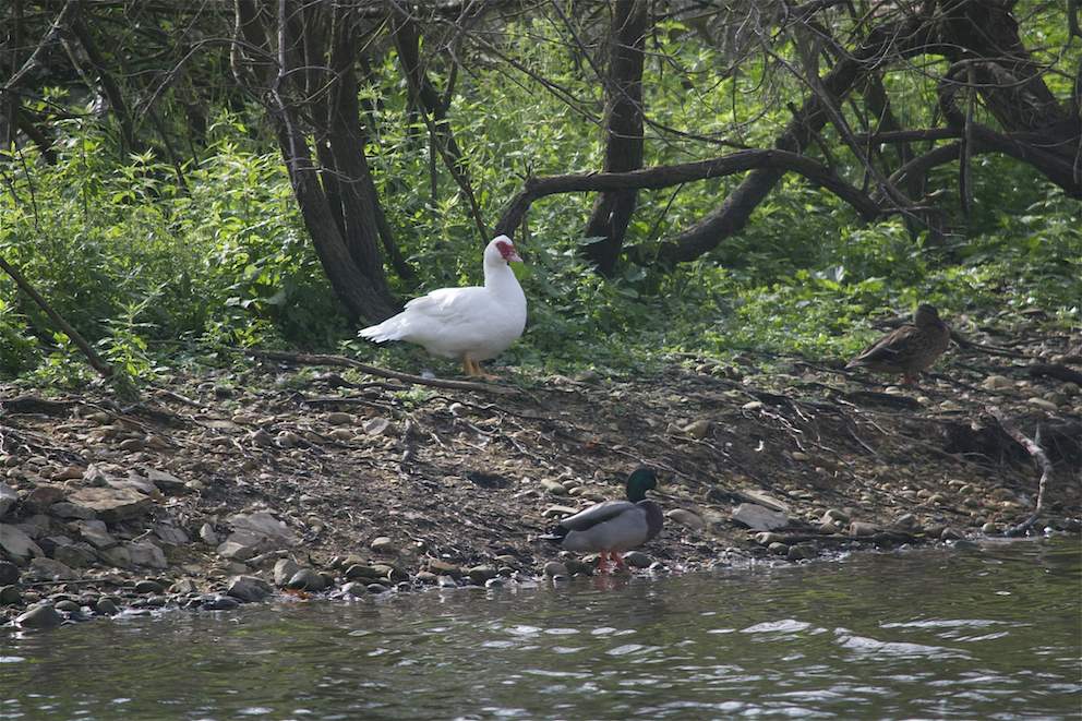 Canard de Barbarie