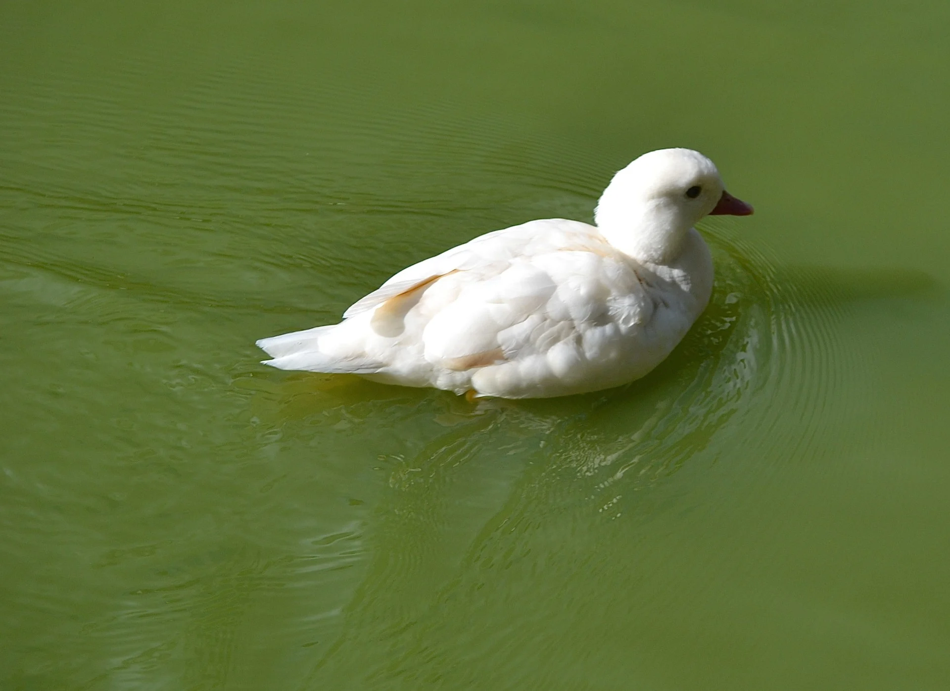 Canard mandarin blanc sauveterre