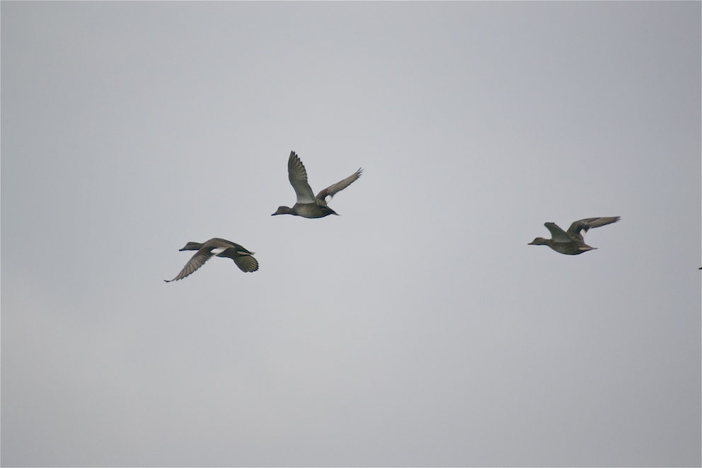 Canards chipeaux en vol