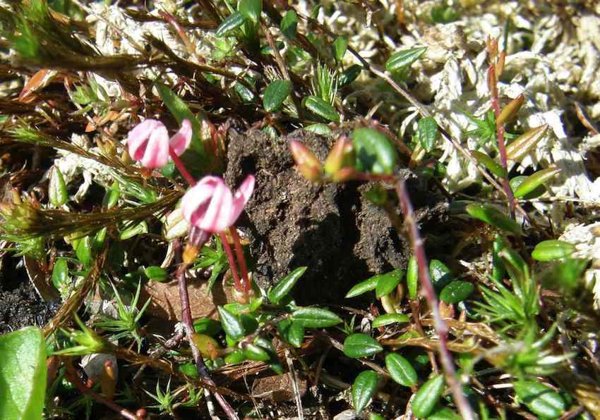 Caneberge - Vaccinum oxycoccos