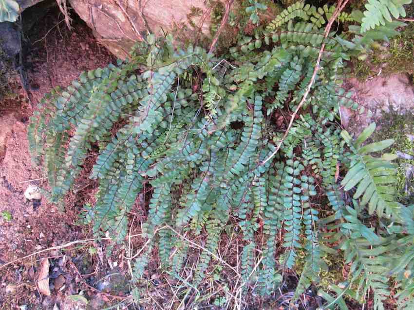 Capillaire des murailles - Asplenium trichomanes