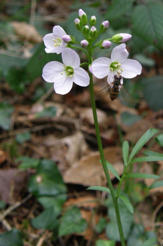 Cardamine des prés et diptère - Cardamine pratensis