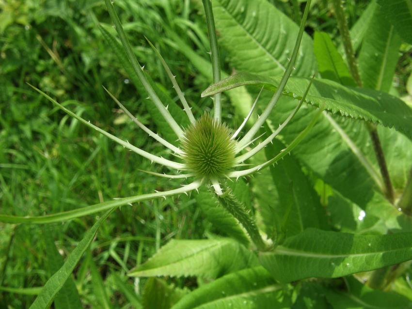 Cardère sauvage - Dipsacus fullonium