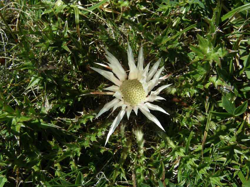 Carline acaule - Carlina acaulis