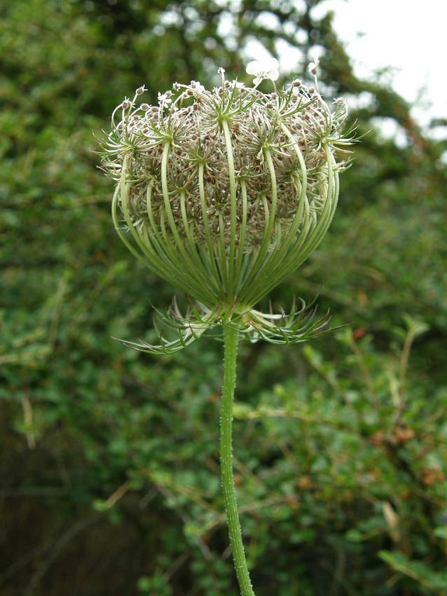 Carote sauvage 2 - Daucus carota