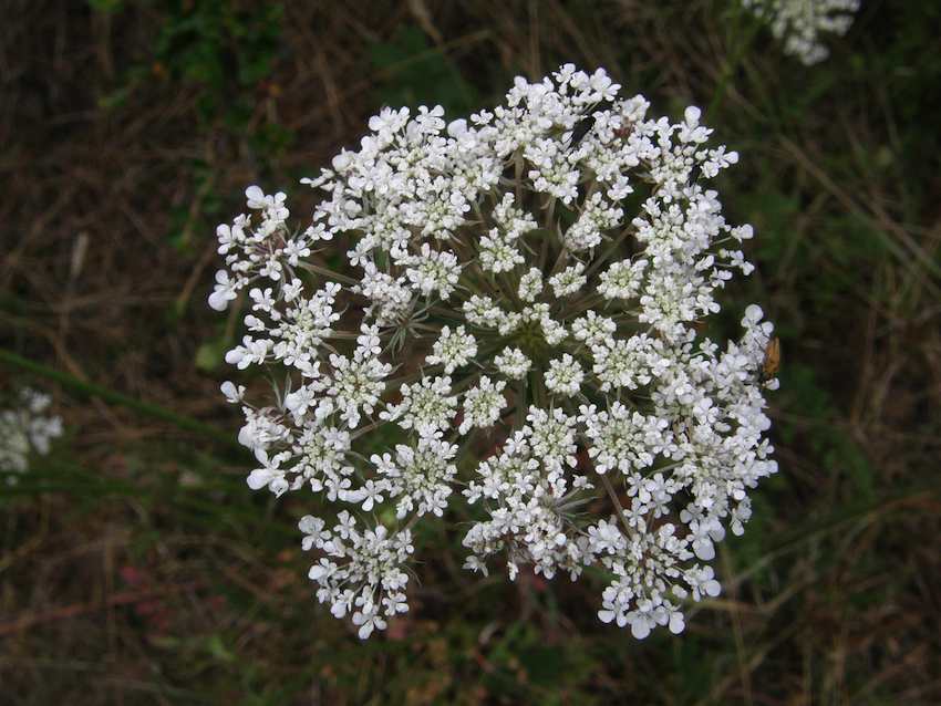 Carote sauvage - Daucus carota