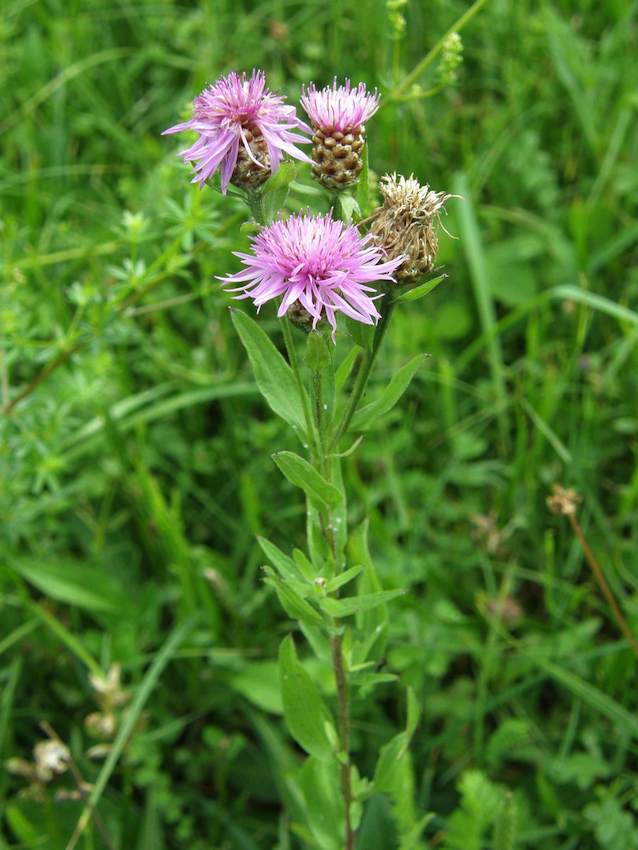 Centaurée jacée - Centaurea jacea