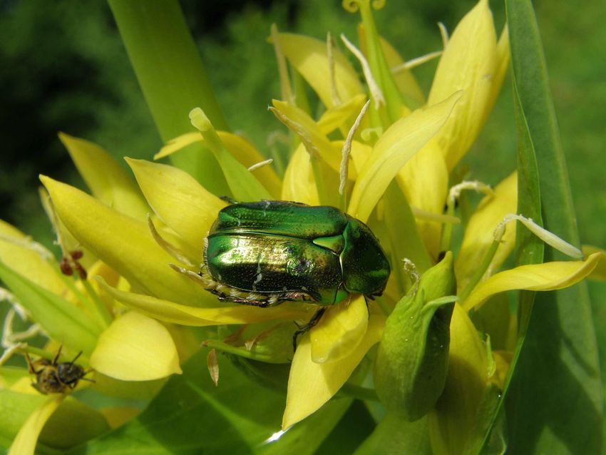 Cétoine dorée sur Gentiane