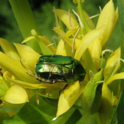 Cétoine dorée sur Gentiane