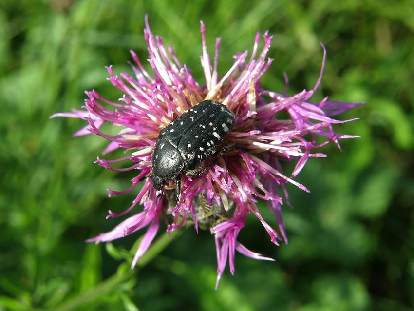 Cétoine sur Centaurée