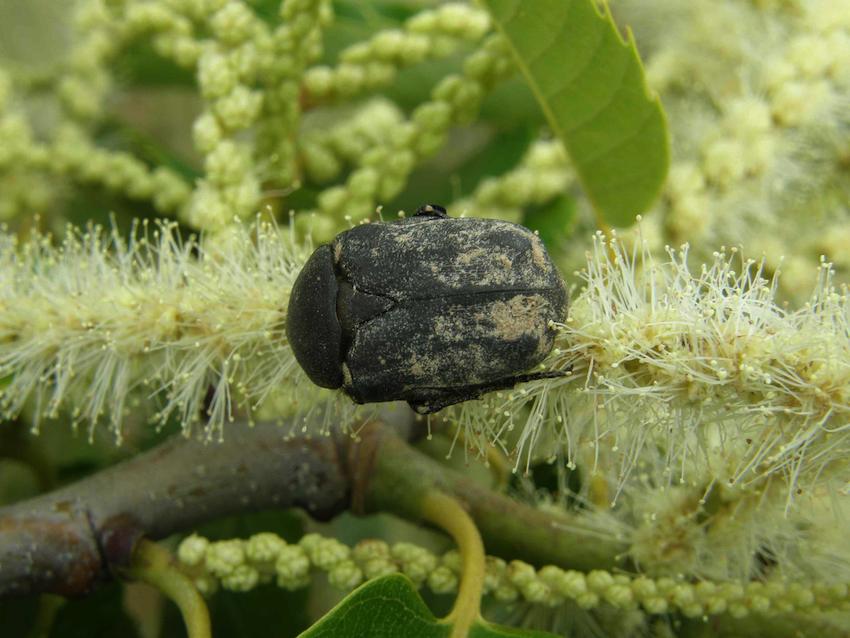 Cétoine sur fleur de Châtaignier