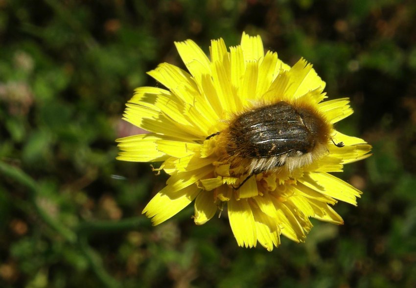 Cétoine velue ou Cétoine funeste