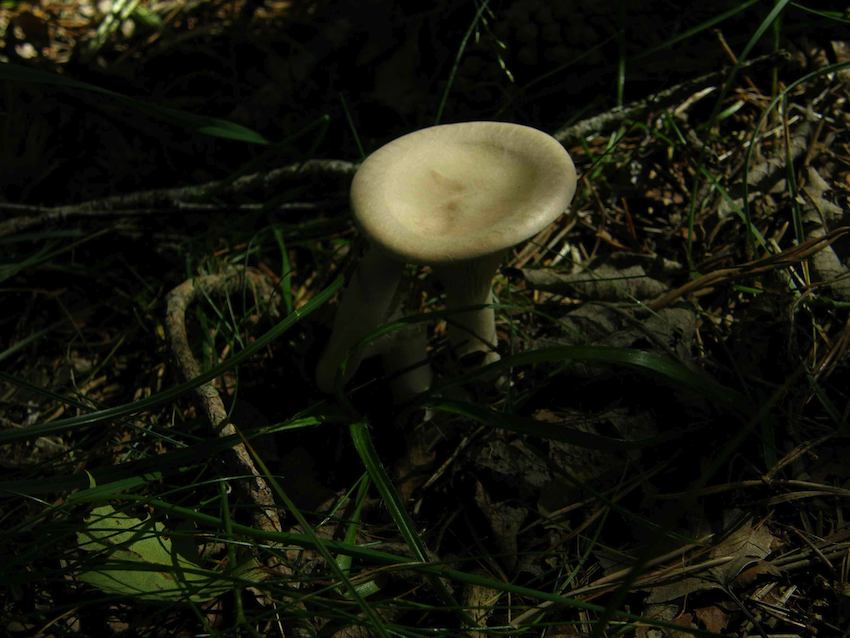 Champignon 3