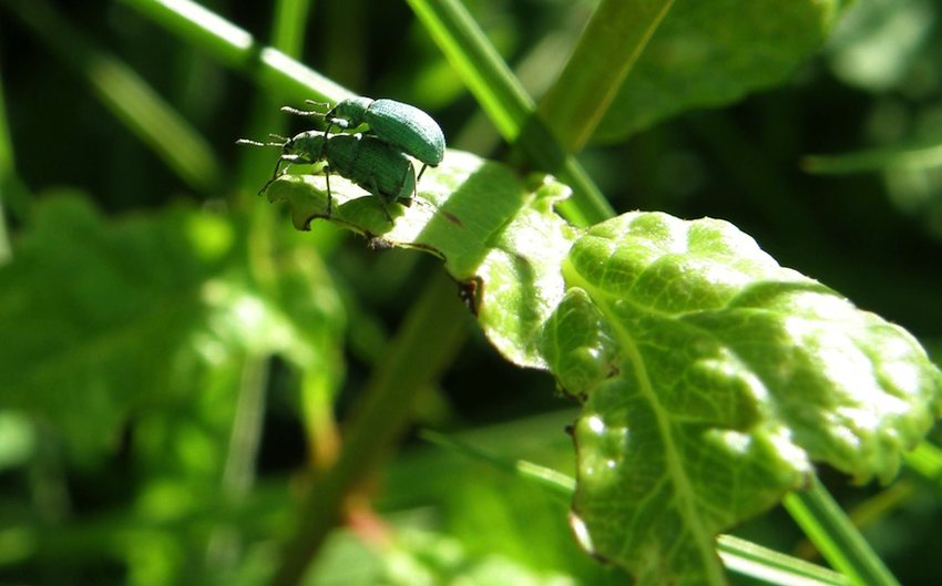 Charançon Phylobius urticae