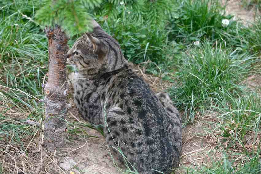 Chat sauvage - Felis sylvestris