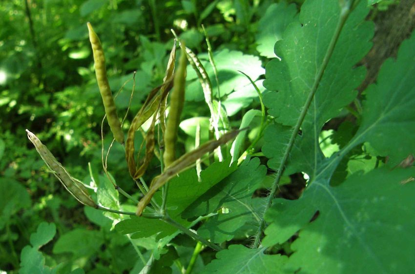 Chélidoine en Graines 