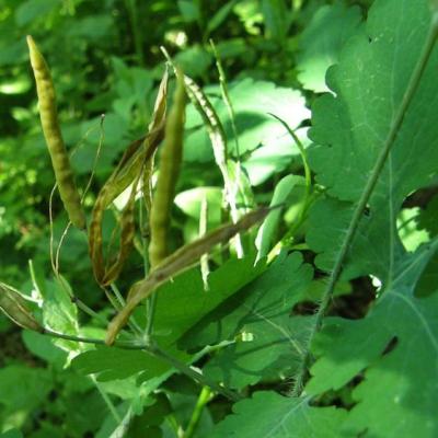 Chélidoine en Graines 