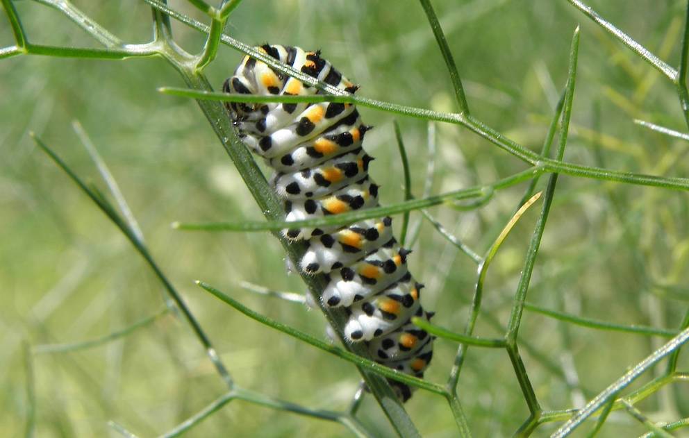 Chenille du Machaon 