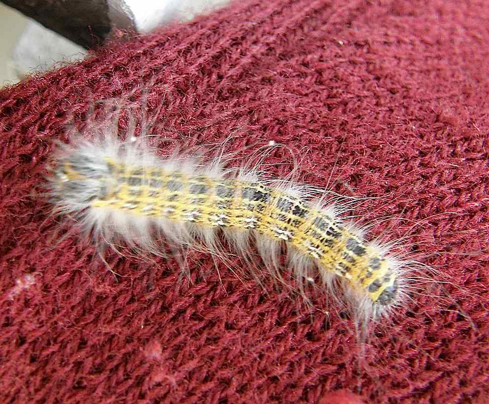 Chenille