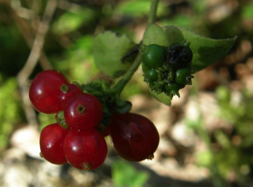 Chèvrefeuille - fruits