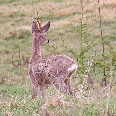 Chevreuil 1 - Capreolus capreolus 