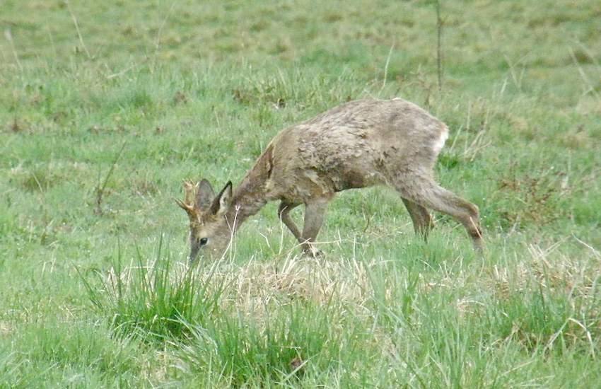 Chevreuil 2 - Capreolus capreolus