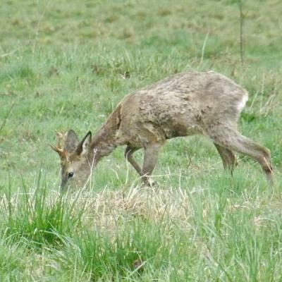 Chevreuil 2 - Capreolus capreolus