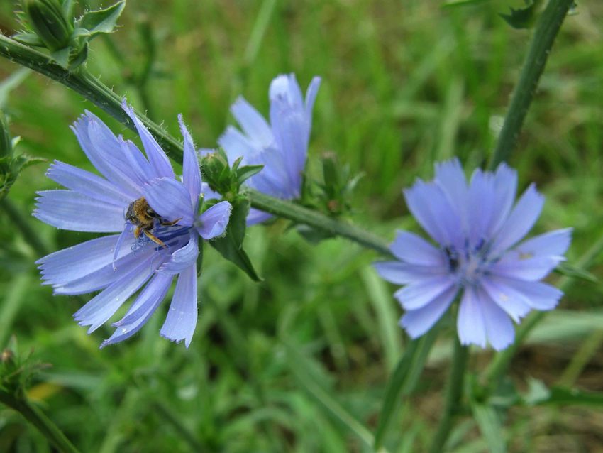 Chicorée sauvage - Cichorium intybus