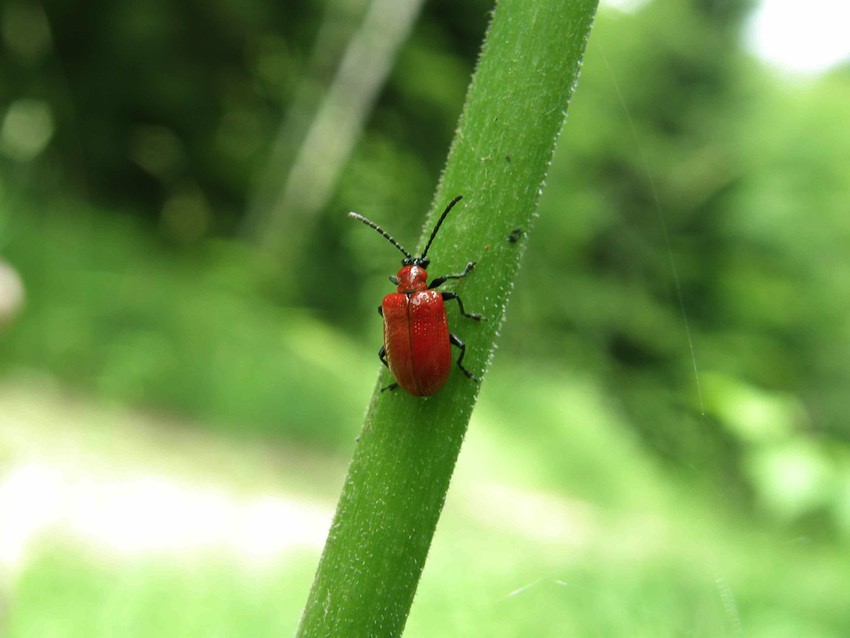 Chrysomèle du Lys martagon