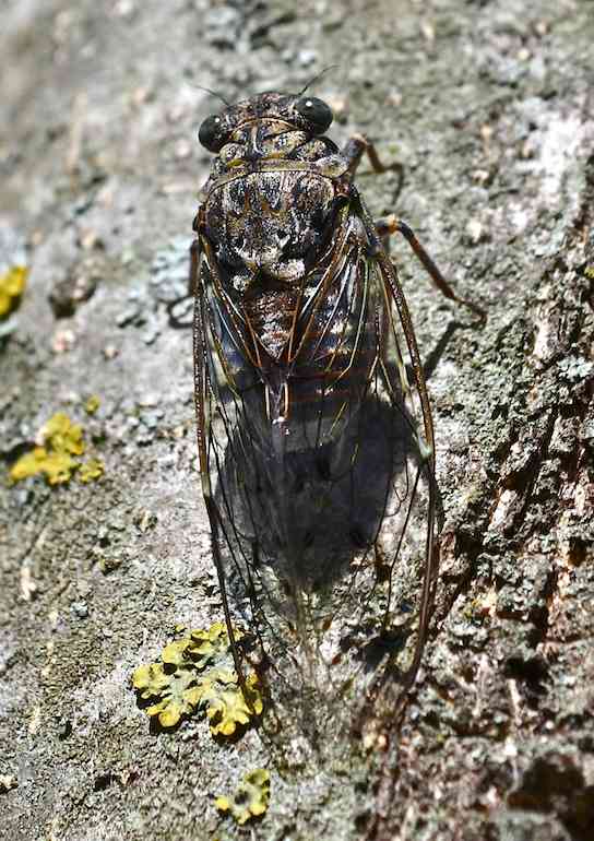 Cigale - Cicada orni 